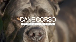 CANE CORSO FIVE THING YOU SHOULD KNOW