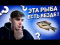 Рыбалка на поплавок | Рыбалка на Днепре | Рыбалка возле Ривер молла | Не рыбаки