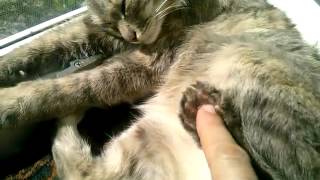 Спящая кошка Спящая кошка