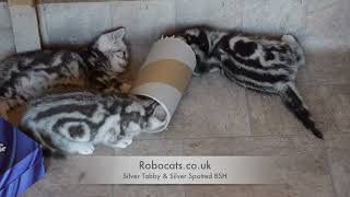 How many kittens can squeeze into a cardboard tube?  It's every kitten for itself. by Robocats 867 views 1 year ago 4 minutes, 17 seconds
