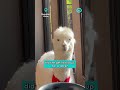 Alpaca at the Bistro || ViralHog Shorts