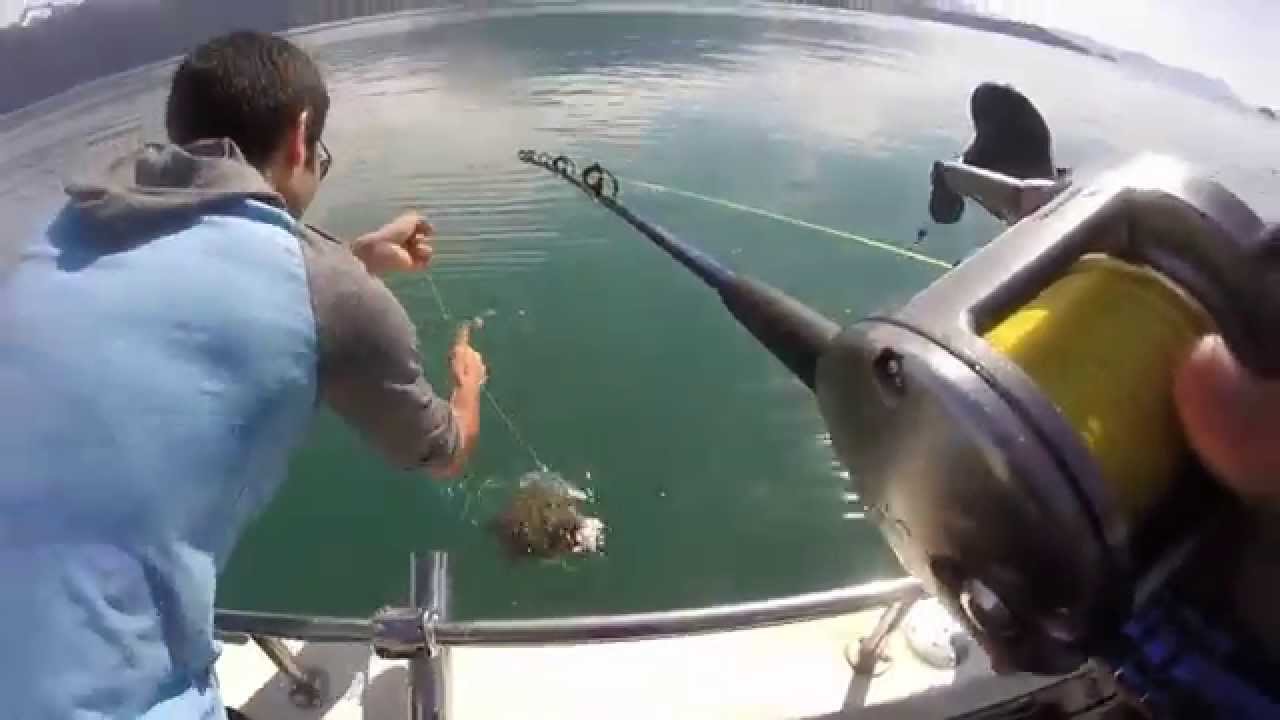Halibut fishing in Alaska YouTube