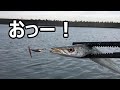 [カマス釣り]　海でスピナーを使って釣りをしてみたら衝撃の釣果が！