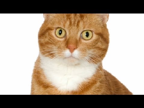 allergies-to-cats-in-humans-:-treating-allergies