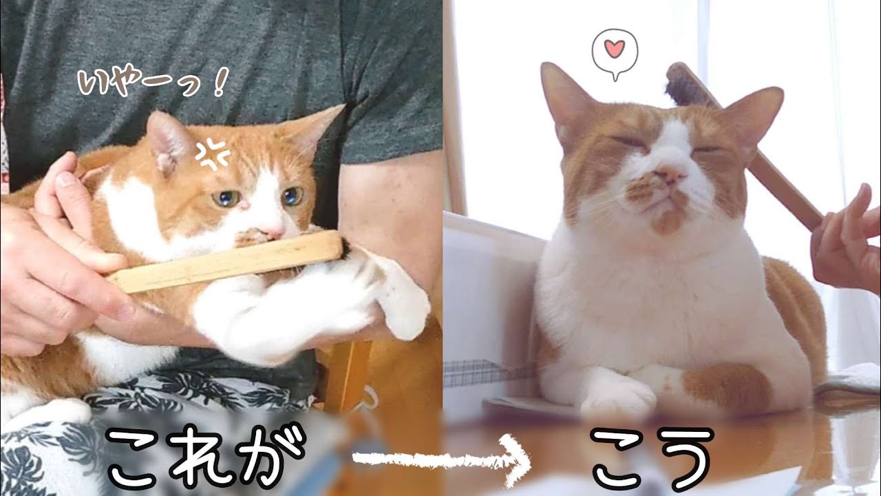 イヤイヤからご機嫌に♪気分で表情が全然違う猫が素直で可愛すぎました