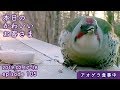『舌ぺろぺろ！アオゲラ食事中』2019/02/17-18 本日のかわいいお客さま