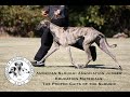 American Sloughi Association:   The Gaits of the Sloughi の動画、YouTube動画。