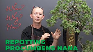 Repotting a Procumbens nana bonsai