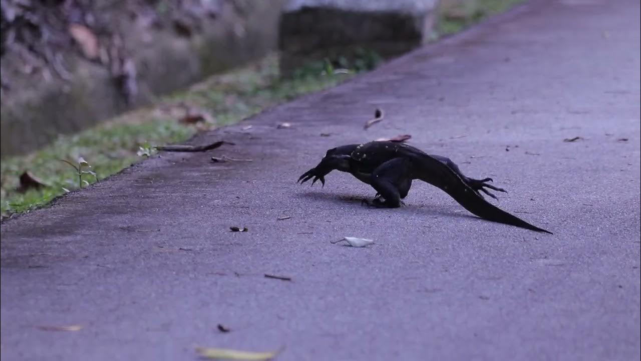 Monitor Lizard 2 YouTube