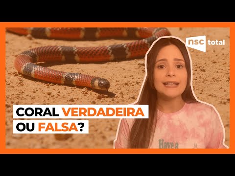 Esqueleto de cobra surpreende e viraliza na internet - NSC Total