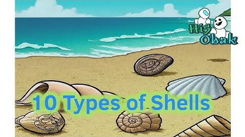 10 Types of shells 🐚 #hi5obak