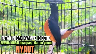 PANCINGAN murai batu GACOR FIGHTER melatih bongkar materi, Jadikan burung cepat emosi AUTO RESPON
