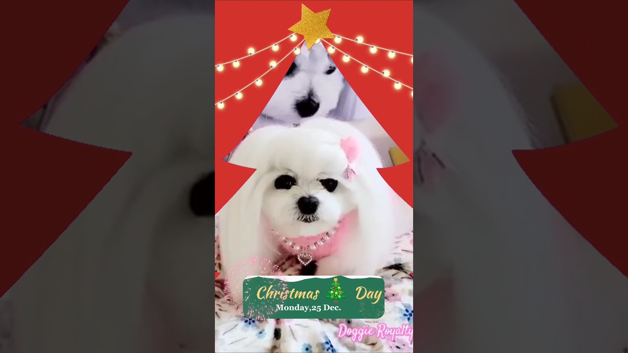 Glamorous Doggie Fashion on Charisma Day