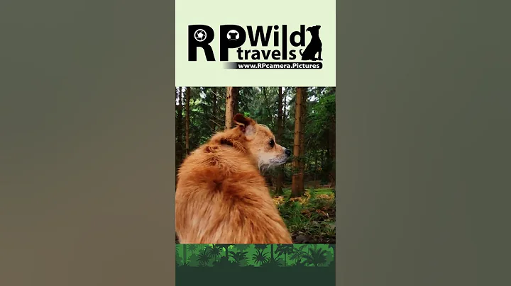 WIld Boar Breakfast #shorts  #bird #wildlife #forestofdean #forestsounds  #trailcam