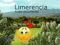 LIMERENCIA. Audio documental
