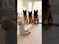 When Baby Says Bang Dogs Fall Over Funny Dogs Video 