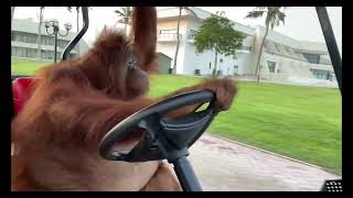 Monkey  Drives Her Golf Car Mem Hd 4K