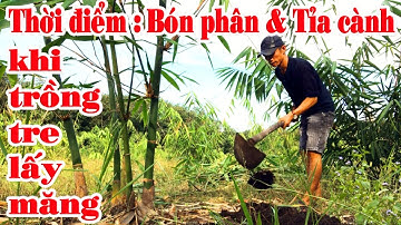 Kỷ thuật chăm sóc TRE LẤY MĂNG nhanh phát triển || Rút ngắn thời gian từ khi trồng đến khi thu hoạch
