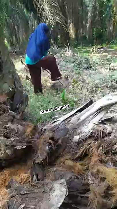 Python's Nest Part 1