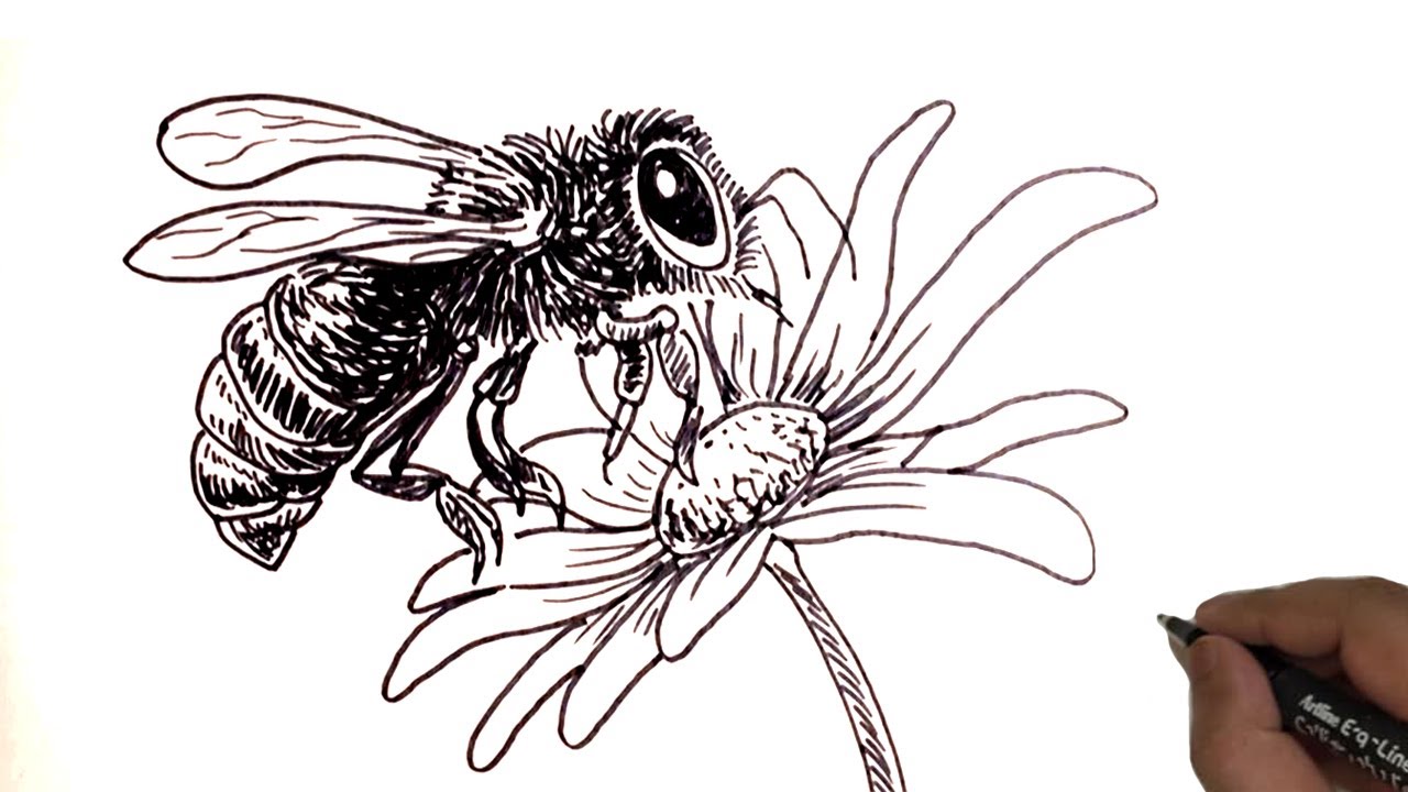 Drawing bee on flower sketch hand drawn Royalty Free Vector