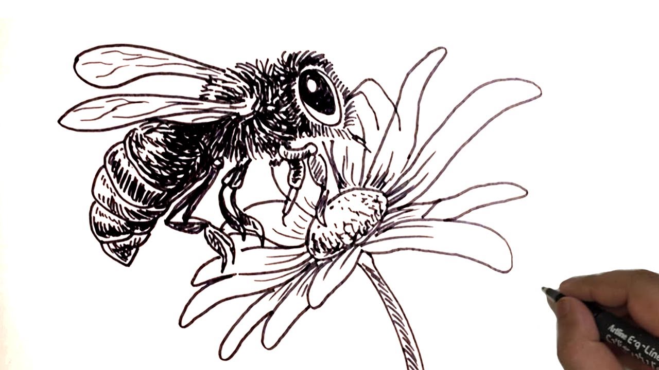 Bee and Flower Drawing / How to Draw Bee and Flower. - YouTube