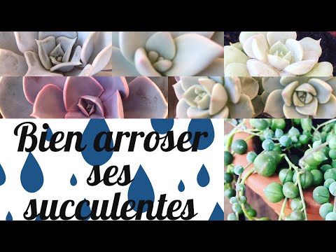 🚿 Bien arroser ses plantes succulentes | ARROSAGE PLANTES SUCCULENTES