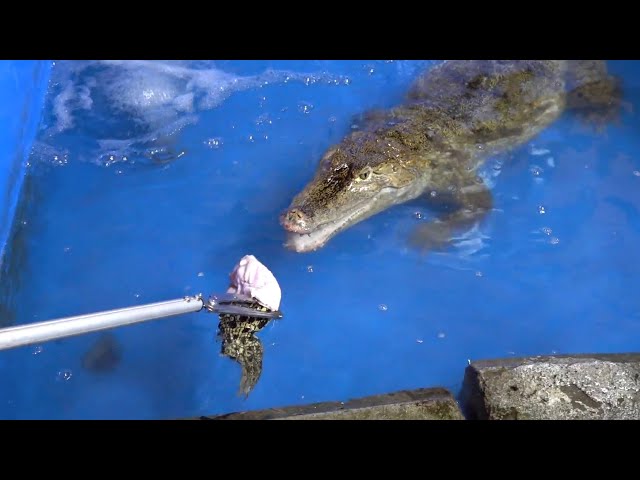 I tried feeding crocodile to my caimans, here's what happened