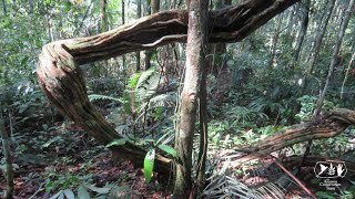 Forest types of Suriname: High dryland forests at Tonka Island (Lianas)