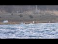 Whoopers leaving as a group / Wilde Zwanen vertrekken gezamenlijk (Cygnus cygnus)