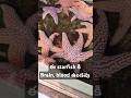 ఈ starfish కి Brain, blood ఉండవు, sea stars, they eat fish, clams, alge, life 35 years in ocean