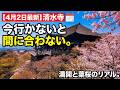 【4月2日最新】清水寺の桜、今行かないと間に合わない。満開と葉桜が同時に見えた京都を歩く