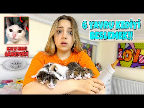 Video: 7 Muhteşem Çamurlu Köpek