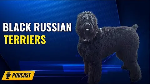Episode 78: Black Russian Terriers -  Christine Ro...