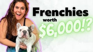 Are French Bulldogs worth the HYPE?! Is this high price breed dog worth thousands? Owner explains...