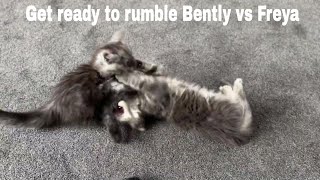 Bently Vs Freya: It's Time To Rumble!