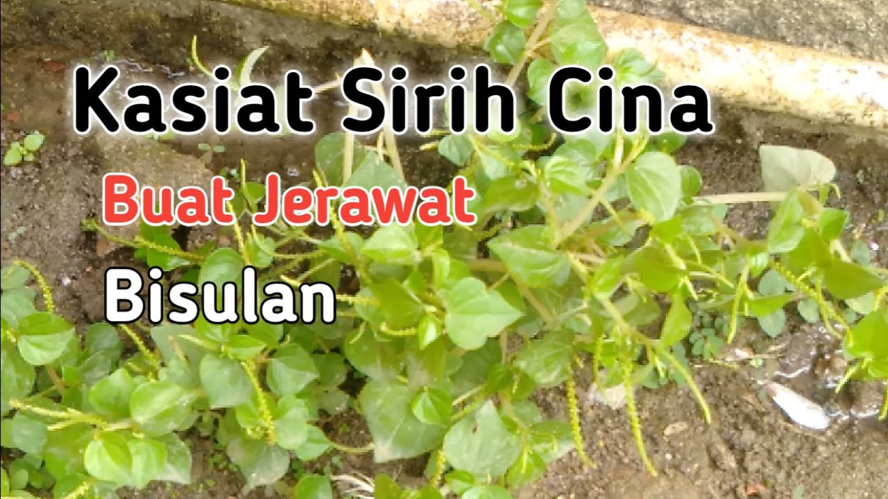Kasiat Sirih Cina Untuk Obat Jerawat, Bisul, Luka Dan Cara