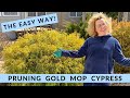 Pruning a Gold Mop Cypress the Easy Way