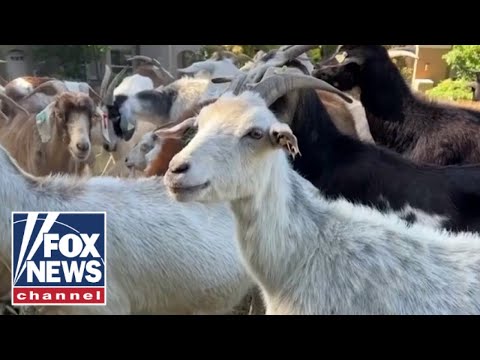 New CA law could put these goat herders out of a job.