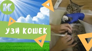 УЗИ кошек УЗИ кошек