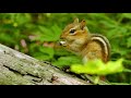 The charming chipmunk vocalizes and retrieves a hidden nut from its mouth to munch on