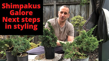 Bonsai shimpaku junipers Next steps in styling Air layers from last year ready for next steps