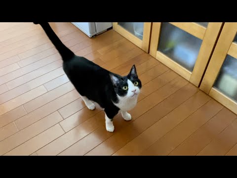 「おやつがもらえるまで追いかけますよ」執念深い猫