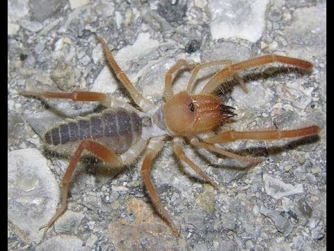 Video: Tarantula Hörümçək Növləri: Heyvanlar Aləmini öyrətmək