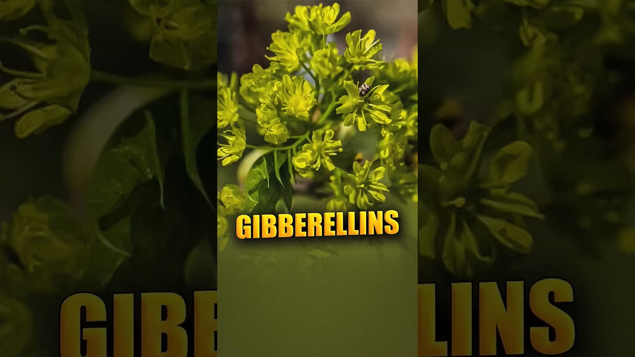 || Gibberellins ||
