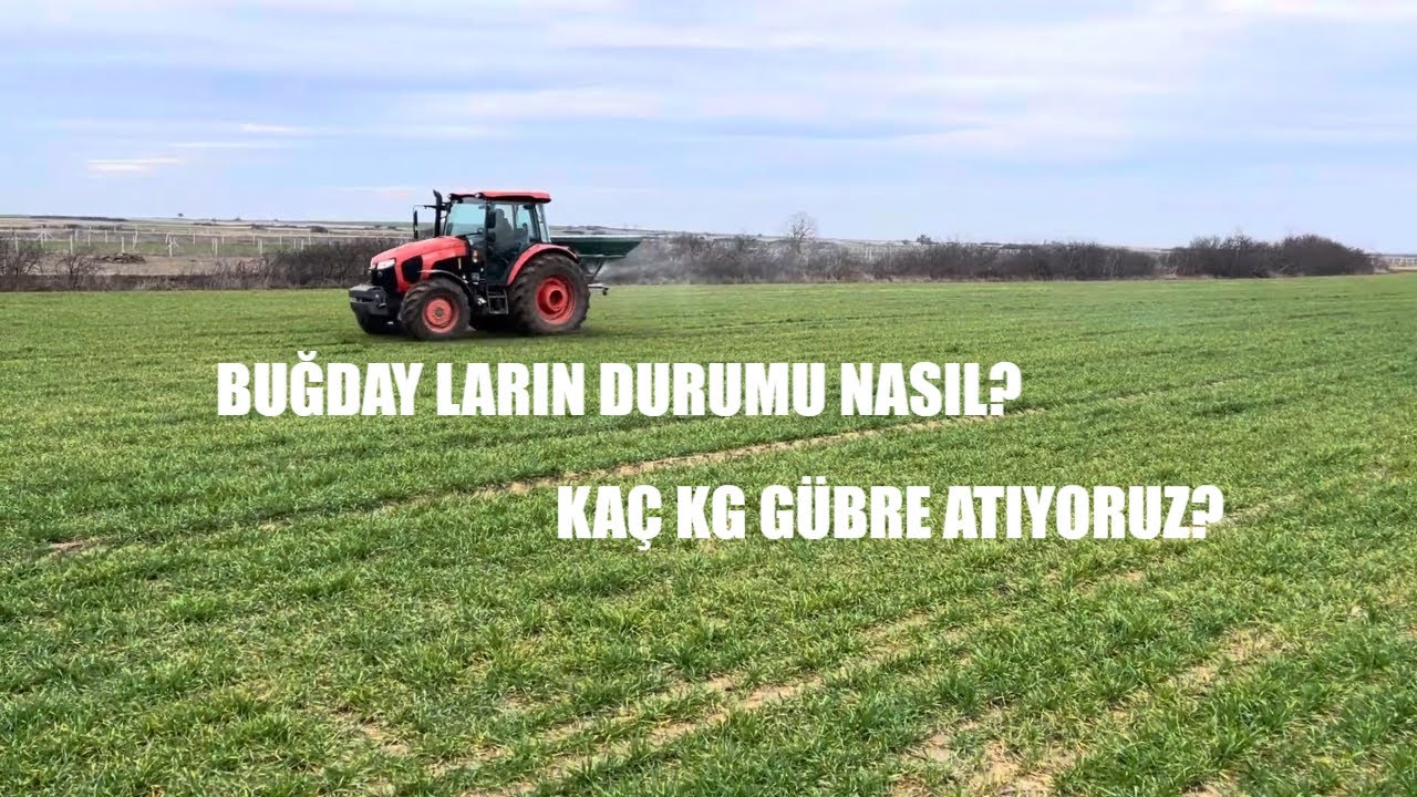 BUĞDAYLARA ÜRE GÜBRESİ ATIYORUZ KUBOTA M5112