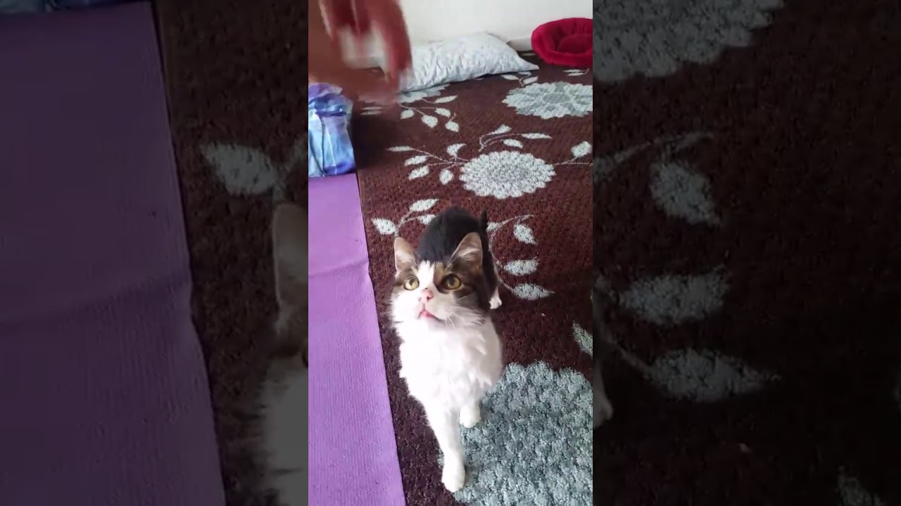 Ticky Chasing a Treat at 20 camera iphone 8 plus apk