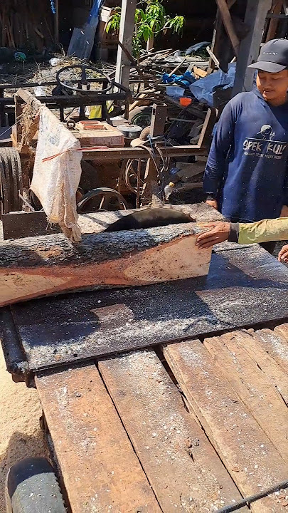 menggergaji pohon wadang #gergajiserkel #woodwork