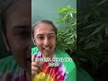 How To Tell If Your Plant Is Ripe | #shorts