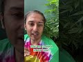 How To Tell If Your Plant Is Ripe | #shorts