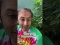 How To Tell If Your Plant Is Ripe | #shorts